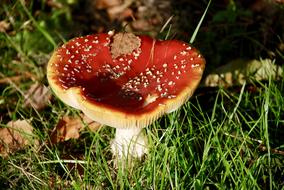 Nature Toadstool