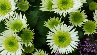 Aster Flower White