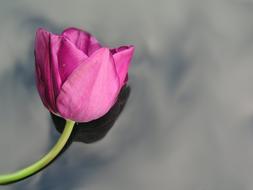 pink flower bud on the stem