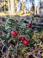 Cowberry Lingonberry Twig Plant
