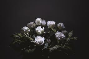 Flower Rose Light And Shadow