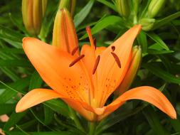 lily of the valley with flowers
