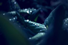 Raindrop Leaf Macro Close