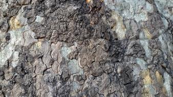 Bark Tree Trunk