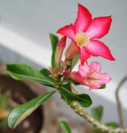 Desert Rose Tropical