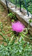 Thistle Milk Flower