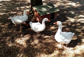 the cute white ducks at the lodge