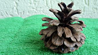 Pine Cone Tree Nature