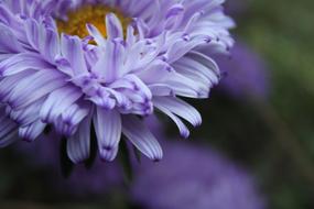 Flowers Green Autumn