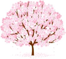 tree blossom flower nature pink
