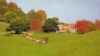 Autumn Trees Prato