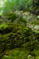 Organic Moss in Nature