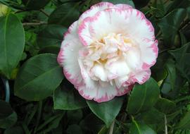 Camellia Flower White pink