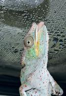 funny colored lizard