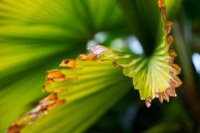 Leaves Green Palm