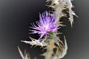 Plants Flowers Nature