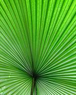 Tropical green Leaf in Summer