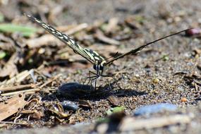 Natural Landscape Insect