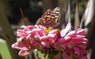 Flower Zinnia Garden
