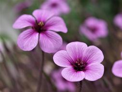 purple Flower Flora in Nature
