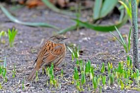 Dunnock Nature Animal
