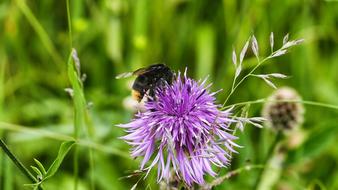 Nature Summer Insect