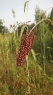Sorghum Crop Cereal