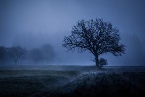 Tree Fog Mood