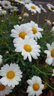 Daisy Flower Blossom
