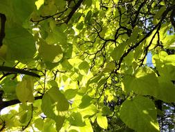 Autumn Beauty Nature