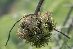 thorny flower on a branch