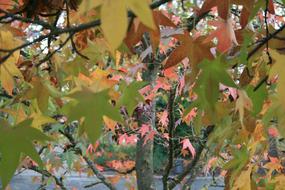 Leaves Fall Nature Autumn