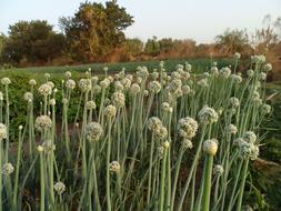 Onion flowers in the field