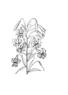 lily flower floral spring blossom