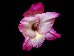 Gladiola Flower Petal