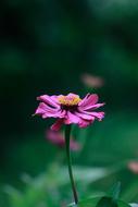 beautiful little flower
