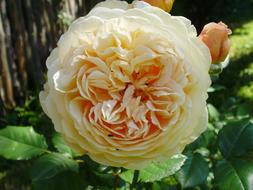 English Rose Beautiful