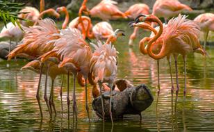 flamingos Birds in Wild Life