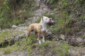 Pitbull Dog on mountain side