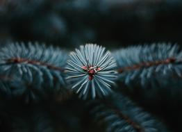 Tree Conifer Needles
