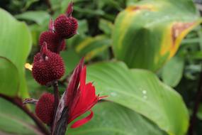 Red Flower Botanical
