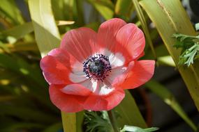 Flower Plant Red Anemone