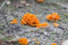 Mushroom Orange