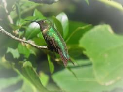 Bird Colorful Green