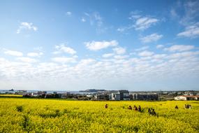 Rapeseed Blossoms Nature Heaven