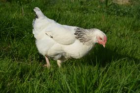 Hen White Peck