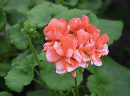 Geranium Nature Flower