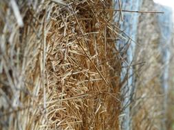 Straw Bales Harvest