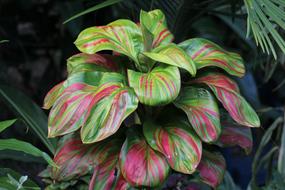 Flowers Plants Nature