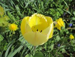 Tulip Yellow